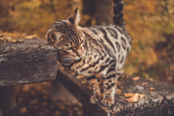 Are you looking for a Bengal kitten? Here is how to avoid getting scammed.