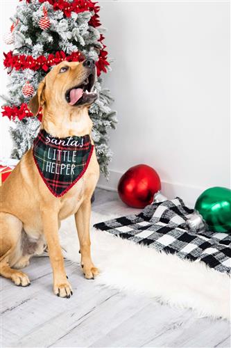 "Santa's Little Helper" Bandana by Pearhead