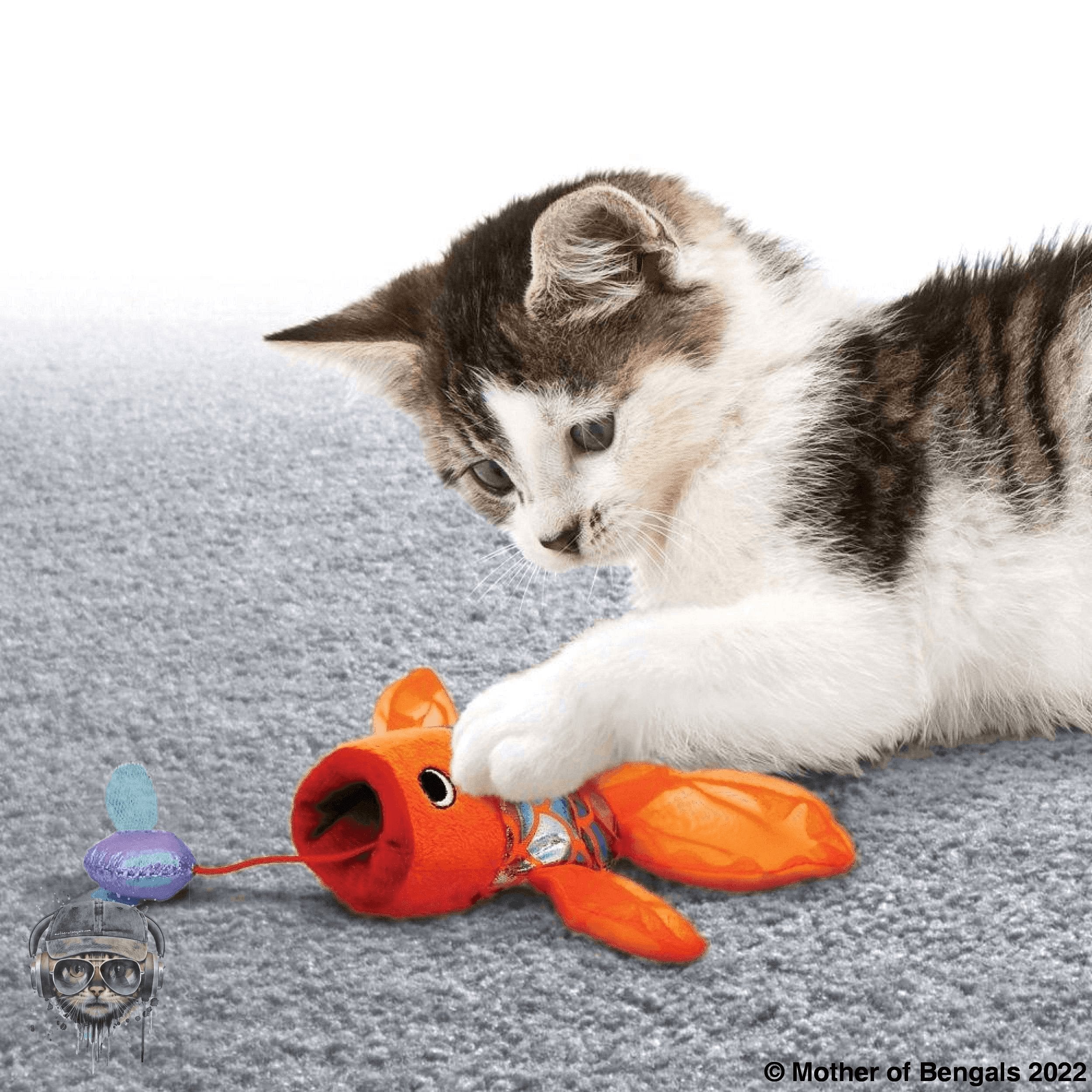 KONG Crackles Gulpz’ Mother of Bengals