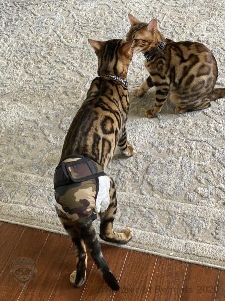 Pet Training Pants 👖 Mother of Bengals