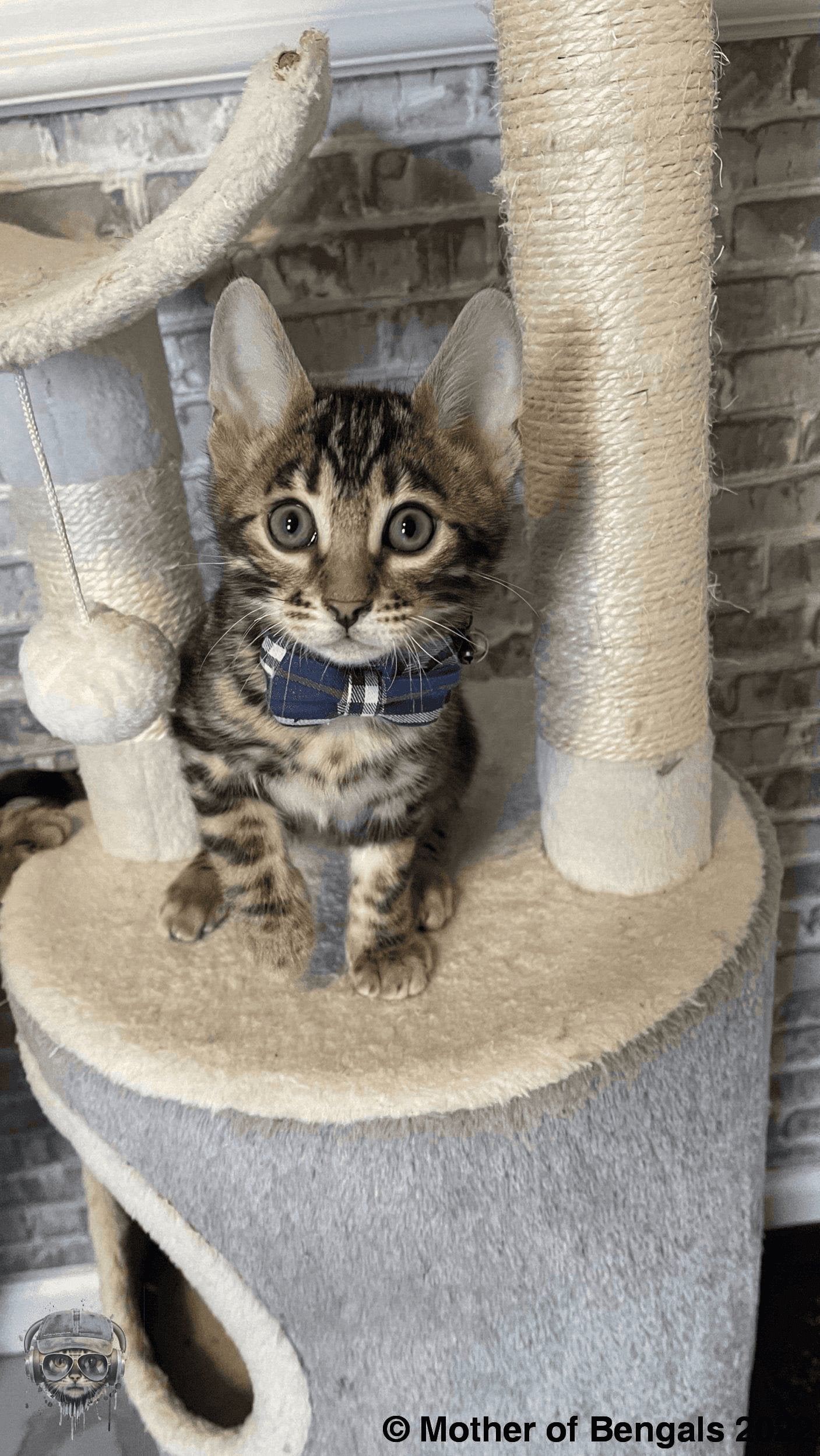 Plaid Bowtie Cat Collar by Mother Of Bengals Mother of Bengals
