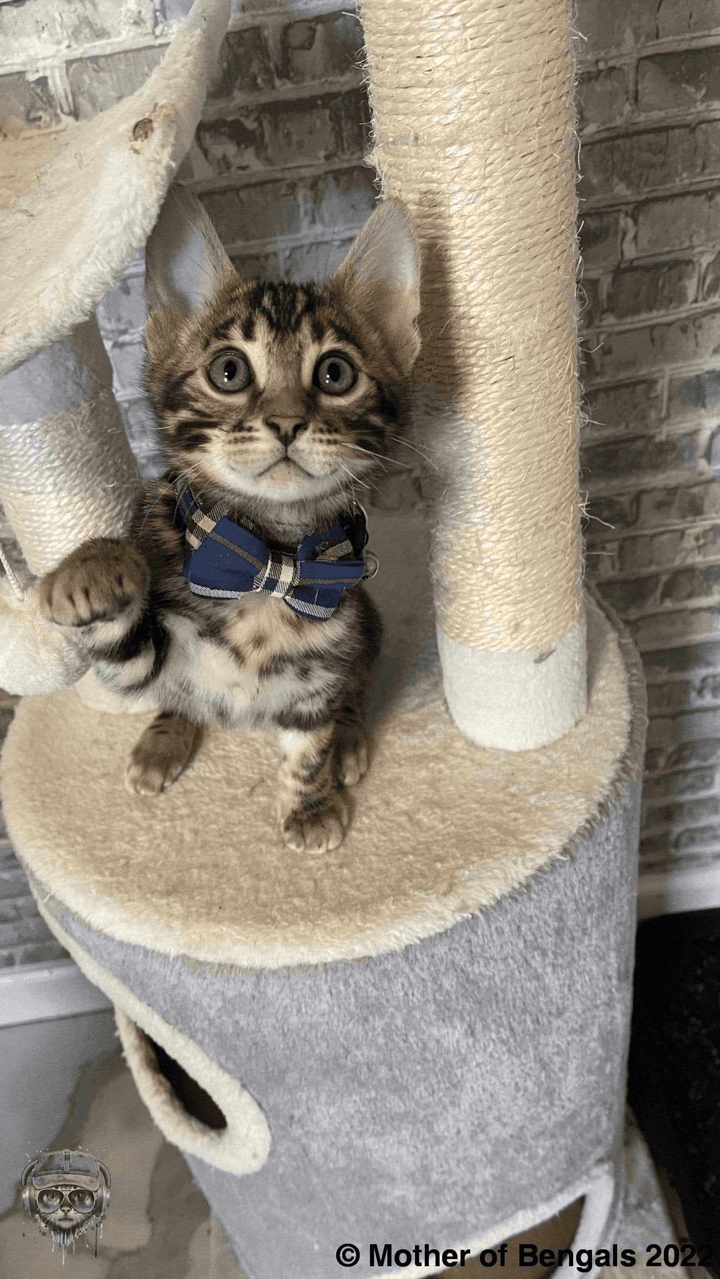 Plaid Bowtie Cat Collar by Mother Of Bengals Mother of Bengals