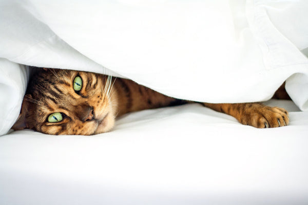 Why people love Bengal Cats?