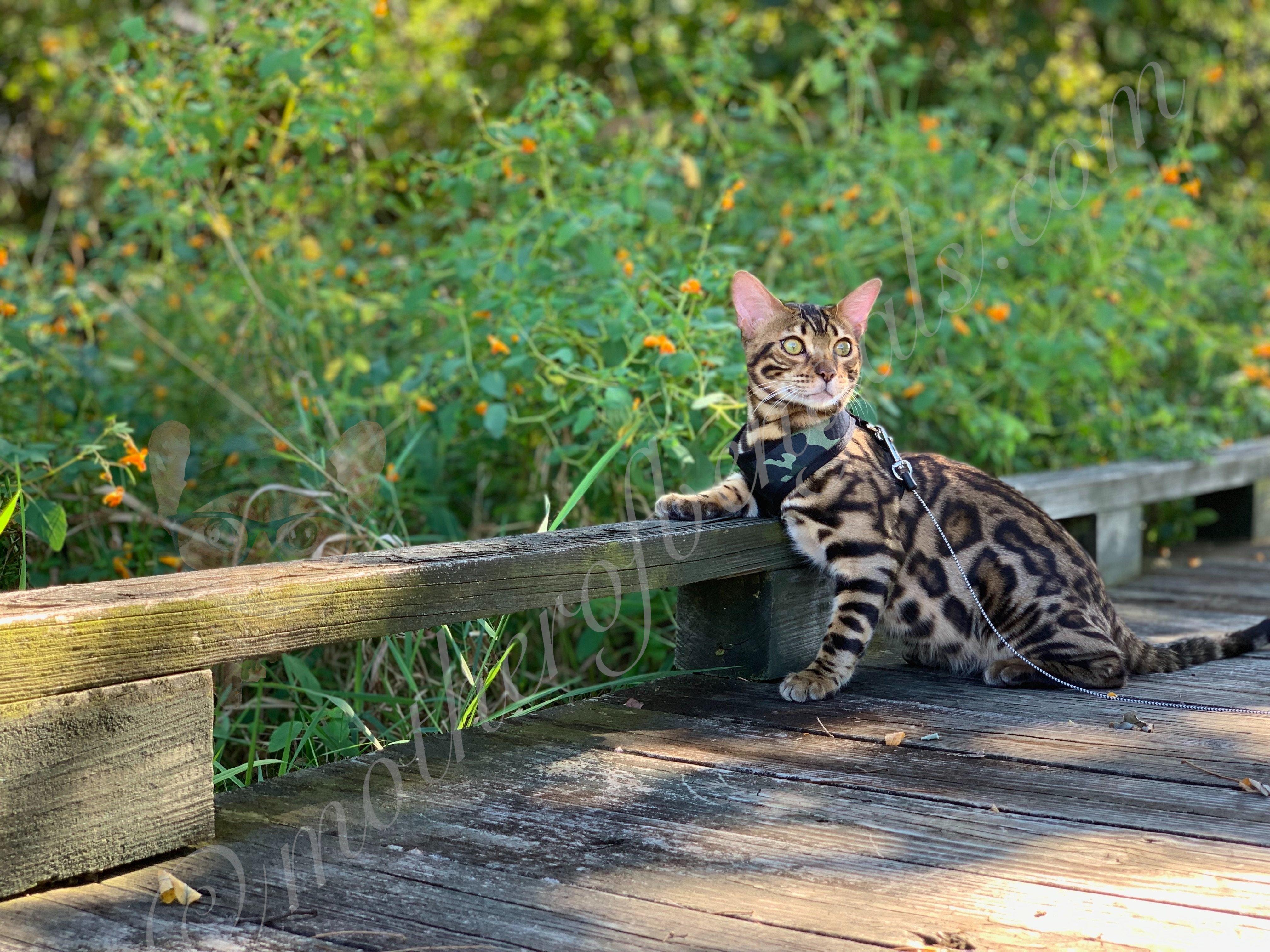 How to get your cat to walk with you.