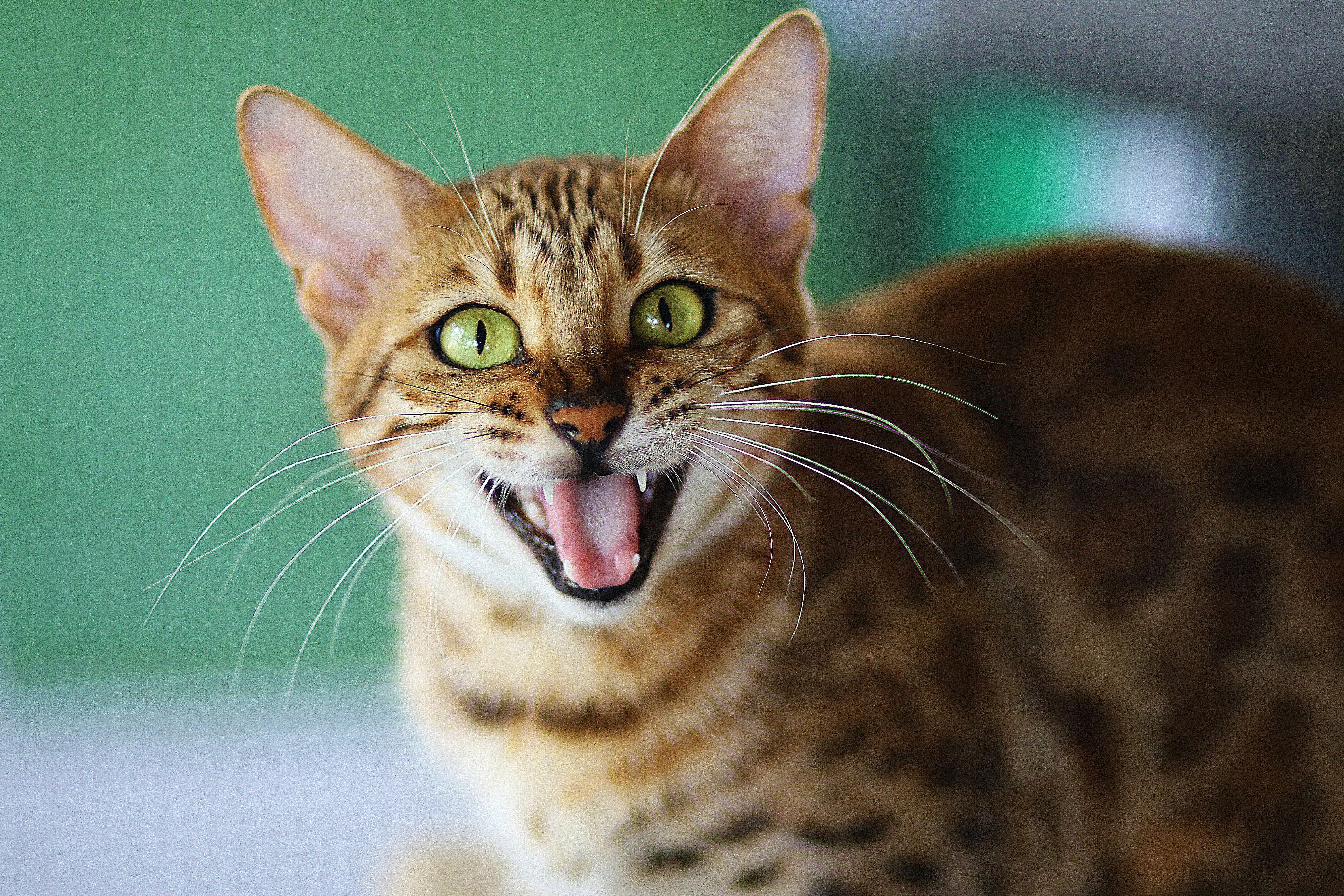 Brushing Your Cat’s Teeth