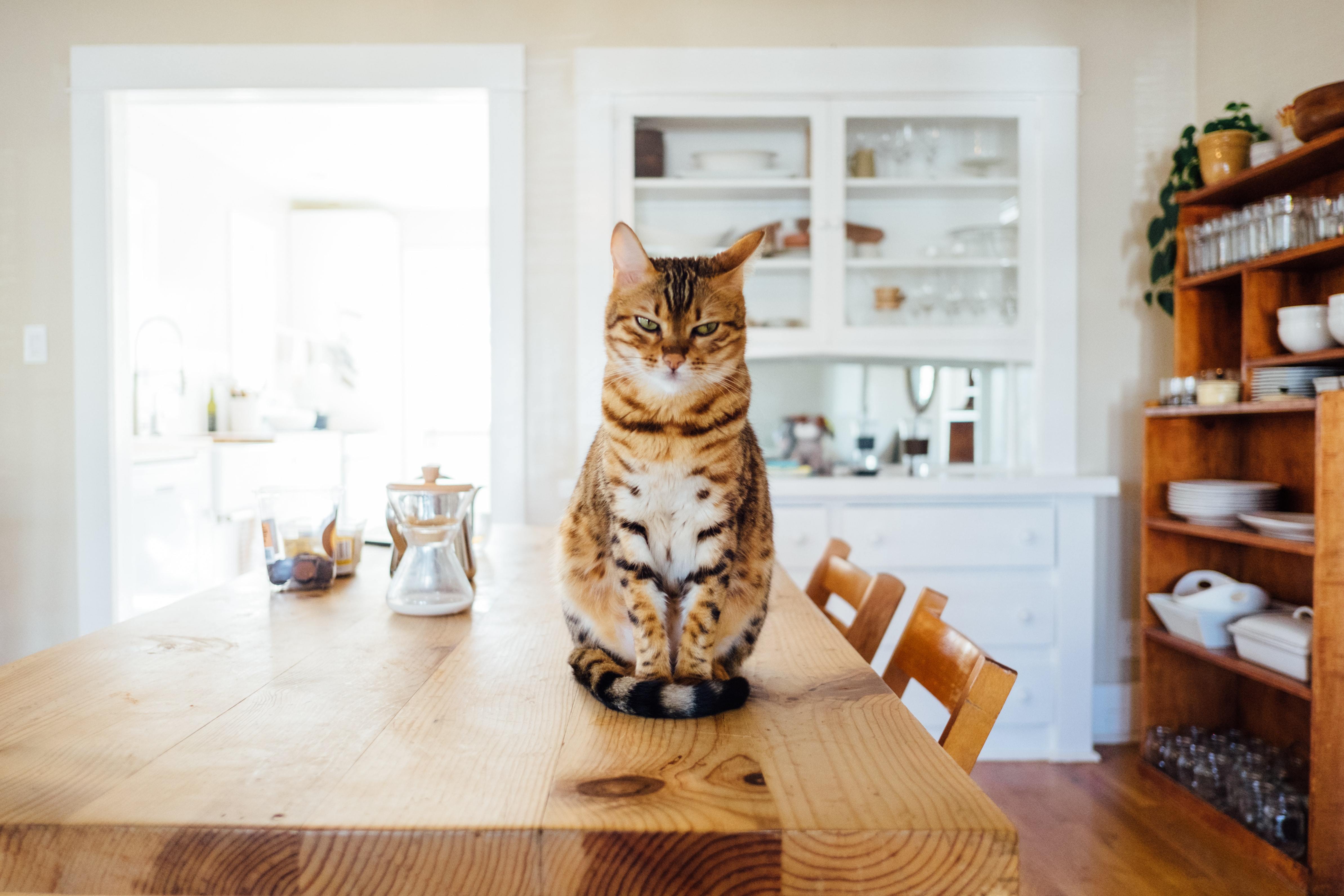 What to do When Your Cat Won't Use The Litter Box 📦