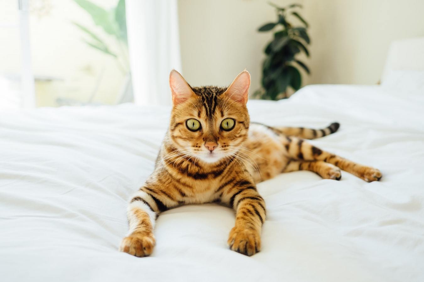 Are Bengals Hypoallergenic?