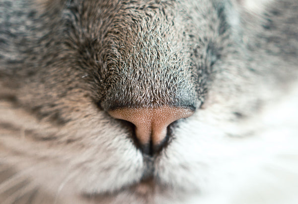 Cat Nose Fun Facts