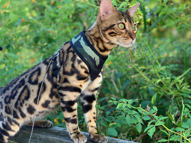 Bengal Cat 4-in-1 Pack 01S-M01