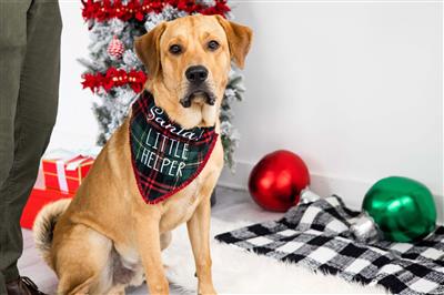 "Santa's Little Helper" Bandana by Pearhead