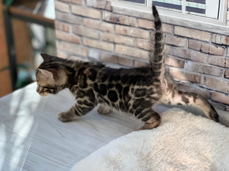Venoshi Kittens April 2022 🖤 Kitten motherofbengals 