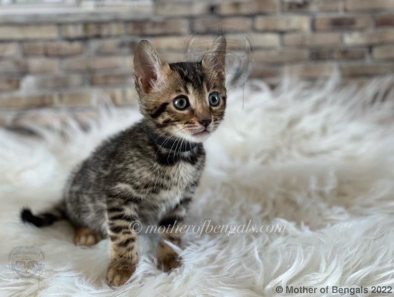 Mushu Venoshi Black 🕷 Bengal Kitten April 2022 🖤 Kitten motherofbengals 