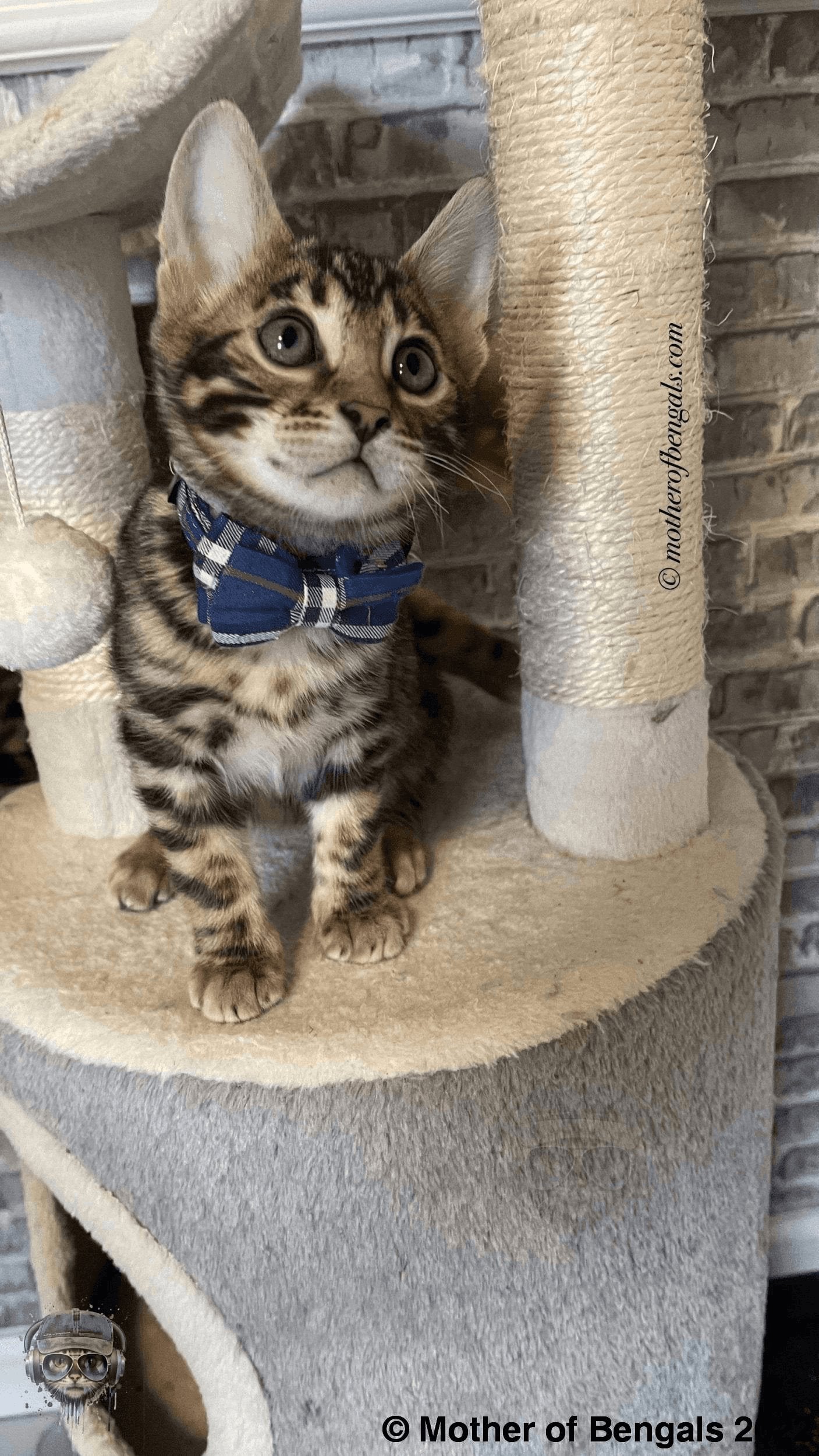 Plaid Bowtie Cat Collar by Mother Of Bengals Mother of Bengals 