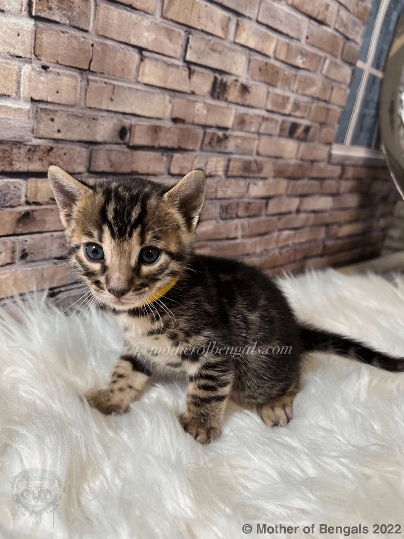 💛 Venoshi Kai Boy Brown Bengal Kitten November 2022 Kitten motherofbengals 