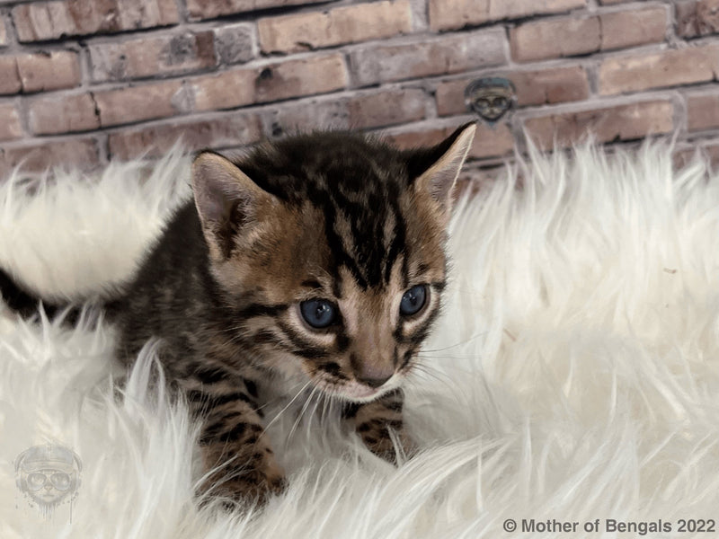 💛 Venoshi Kai Boy Brown Bengal Kitten November 2022 Kitten motherofbengals 